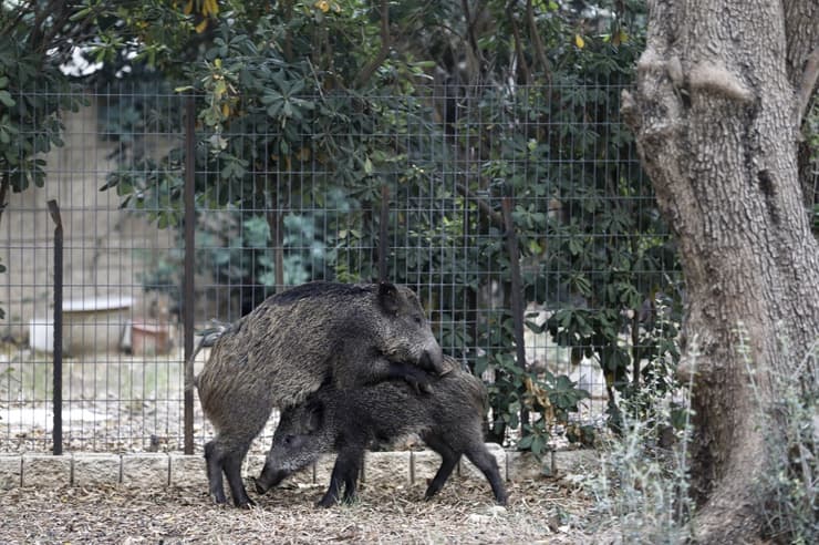 "Los jabalíes han convertido nuestras vidas en un infierno"