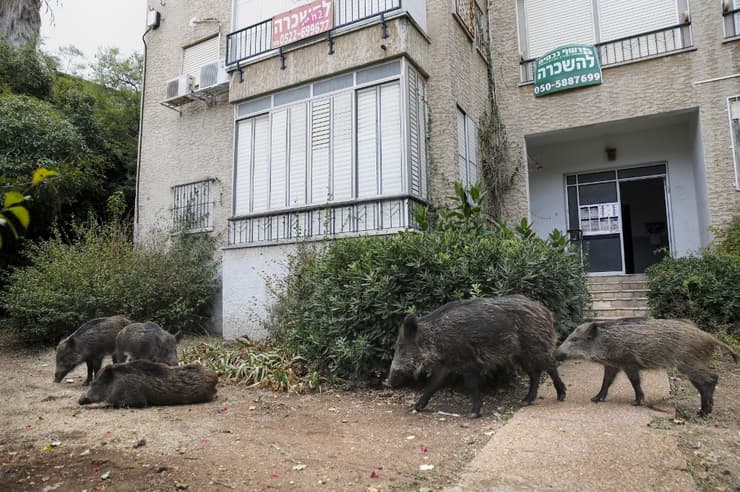 Polémica en Haifa por el creciente número de jabalíes en la ciudad