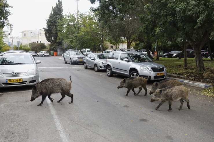La nueva alcaldesa de Haifa prohibió la caza de jabalíes