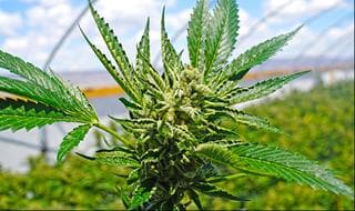 "El cannabis será legal"