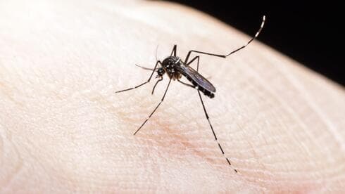 Mosquito