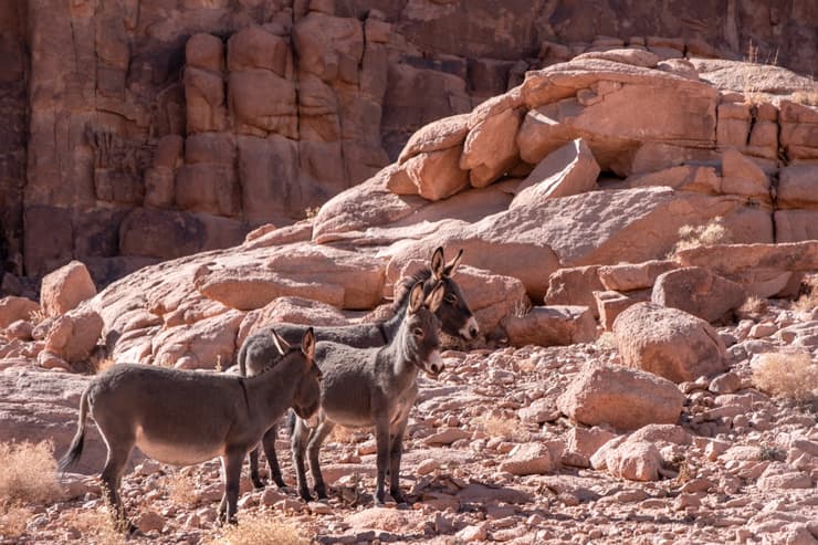 Sinai