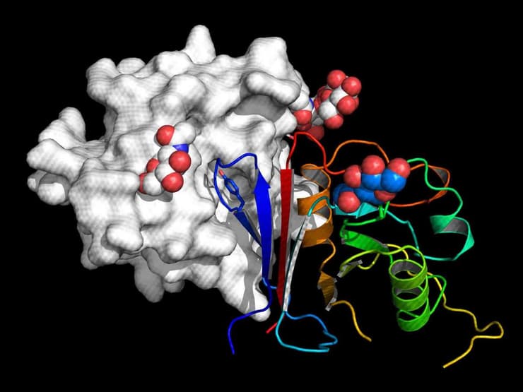 La parte activa de la molécula “eARN” (filamentos con los colores del arco iris) se une al receptor del virus Machupo (en gris)
(Instituto Weizman ) Molecula