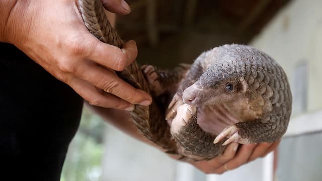 Se trata de un animal muy buscado en China debido a su carne y sus escamas, utilizadas en la medicina (Reuters) Pangolín. Se trata de un animal muy buscado en China debido a su carne y sus escamas, utilizadas en la medicina tradicional