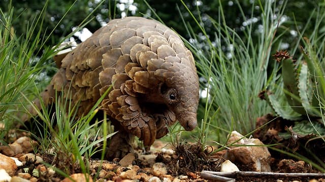Una hipótesis indica que el pangolín fue el paso intermedio entre el murciélago y el humano en la cadena de contagio (AP) Una hipótesis indica que el pangolín fue el paso intermedio entre el murciélago y el humano en la cadena de contagio