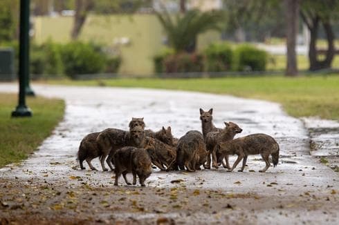 Los chacales recorren el parque Hayarkon en busca de comida. 