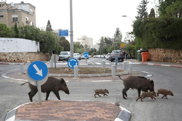 Los jabalíes tomaron las calles de Haifa. 