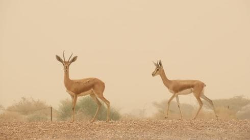 Gacela en Evrona en el sur de Israel. (Omri Omassi, Autoridad de Naturaleza y Parques de Israel) Gacela en Evrona en el sur de Israel.