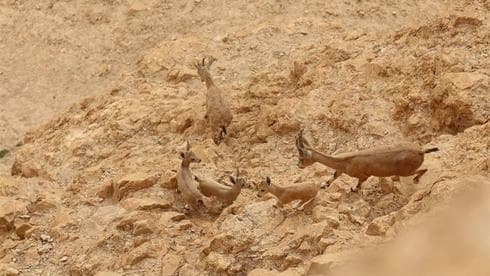 Gacela y sus hijos en Masada. (Edgardo Leff, Autoridad de Naturaleza y Parques de Israel) Gacela y sus hijos en Masada.