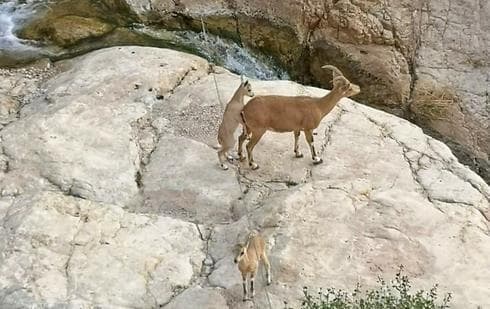 Gacela en Ein Gedi. 