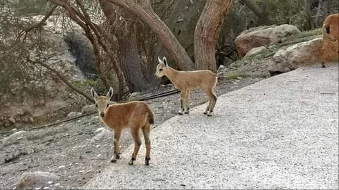 Cervatillos en Ein Gedi. 
