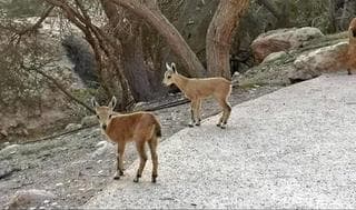 Cervatillos en Ein Gedi. 