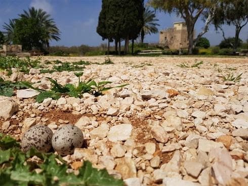 Huevos de un ave de rodilla gruesa en la reserva Ein Afek en el norte de Israel. (Tamar Ovdat, Autoridad de Naturaleza y Parques de Israel) Huevos de un ave de rodilla gruesa en la reserva Ein Afek en el norte de Israel