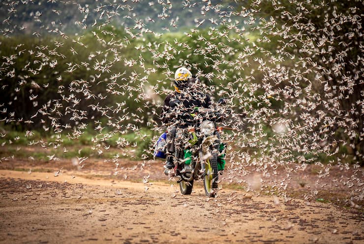 Una plaga de langostas invade África y Asia