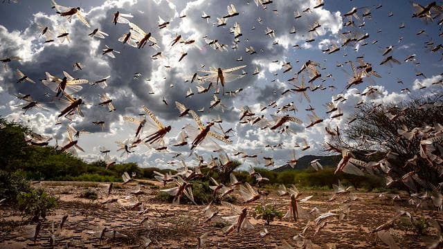 Langostas en Kenia. 