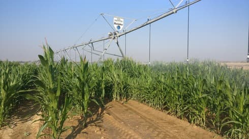 Este riego por aspersión de maíz en el Centro de Investigación Gilat en el Néguev usa datos para la toma de decisiones de precisión. 