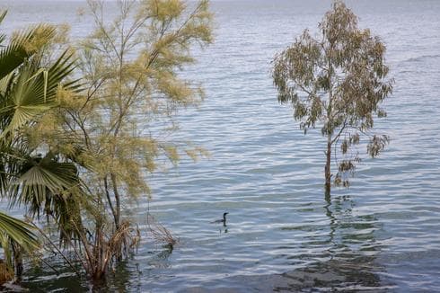 Un pájaro nada donde solía haber tierra seca en el mar de Galilea 