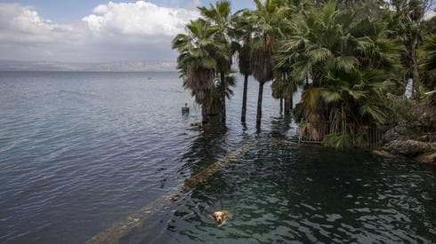  Un perro nada donde solía haber tierra seca en el mar de Galilea 