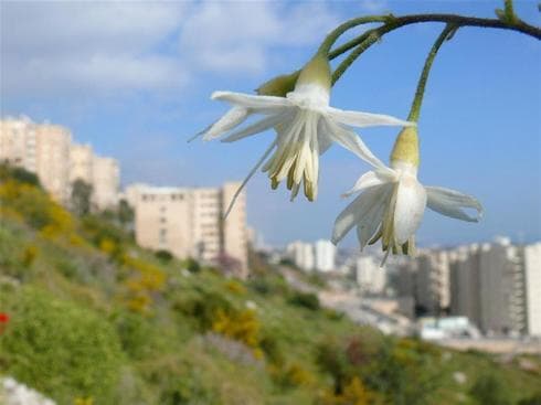 Planta medicinal en las pendientes verdes del barrio Neve Shahanan, en Haifa. (Asociación de Defensa de la Naturaleza) Planta Medicinal Haifa