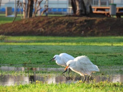 Fauna exótica en el parque principal de Hertzliya, una ciudad con algo más que playas (Asociación de Defensa de la Naturaleza) Parque Hertzliya