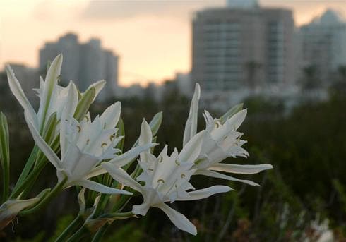 Los colores del parque costero de Ashdod aportan color al cemento uniforme de la ciudad portuaria (Asociación de Defensa de la Naturaleza) Parque Costero Ashdod