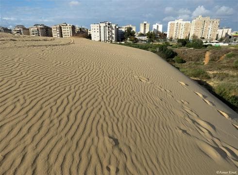 Dunas de Holon, uno de los pocos arenales que sobreviven a la urbanización del centro del país (Asociación de Defensa de la Naturaleza) Duna Holon