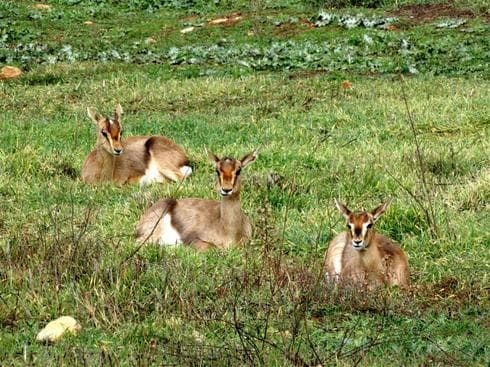 El Valle de los Colores en Jerusalem, con fauna exótica en plena capital del país. (Asociación de Defensa de la Naturaleza) Valle Colores Jerusalem