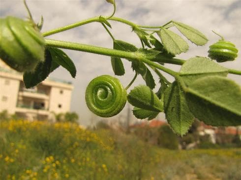 La Colina Kozalawsky, en Givatayim, es un área protegida y el punto más alto de la región cercana a Tel Aviv. (Asociación de Defensa de la Naturaleza) Colina Kozalawsky Givatayim