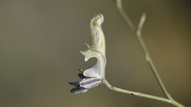 El naturalista Ohad Binyamini: "Estamos emocionados con el hallazgo". (Ohad Binyamini/Sociedad para la Protección de la Naturaleza) El naturalista Ohad Binyamini: "Estamos emocionados con el hallazgo".