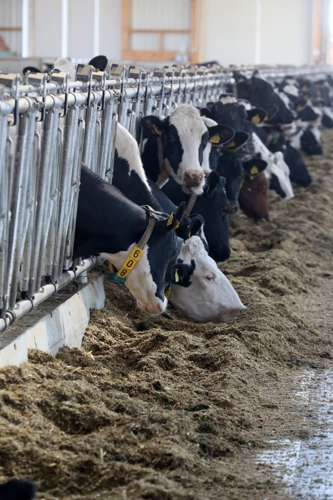 Durante este año Israel y Argentina tienen previsto comerciar 170 millones de dólares en carne vacuna. 