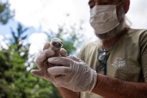 Yigal Miller, director del programa para aves de rapiña en peligro de extinción de la Autoridad de Parques y Naturaleza de Israel, con una cría de buitre Leonado. (Reuters) Yigal Miller, director del programa para aves de rapiña en peligro de extinción de la Autoridad de Parques y Naturaleza de Israel, con una cría de buitre Leonado..