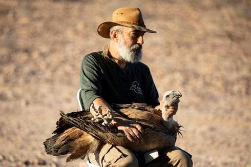 Yigal Miller, director del programa para aves de rapiña en peligro de extinción de la Autoridad de Parques y Naturaleza de Israel, con un buitre leonado en el sur de Israel. (Reuters) Yigal Miller, director del programa para aves de rapiña en peligro de extinción de la Autoridad de Parques y Naturaleza de Israel, con un buitre leonado en el sur de Israel.