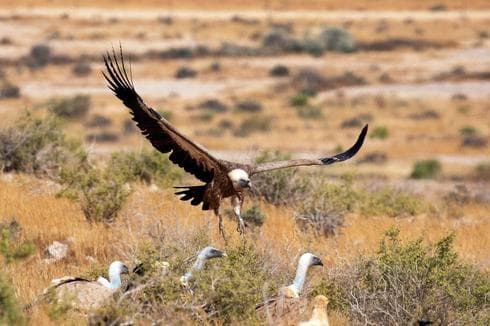 Buitre leonado en el sur de Israel. 