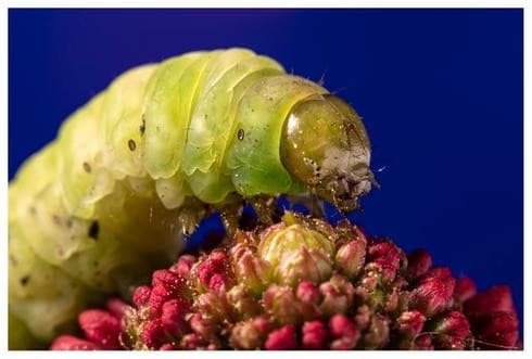 Lior Glaichman: “Cuando fotografiaba a los insectos en la naturaleza, no me sentía del todo cómodo”. (Lior Glaichman) Lior Glaichman: “Cuando fotografiaba a los insectos en la naturaleza, no me sentía del todo cómodo”.