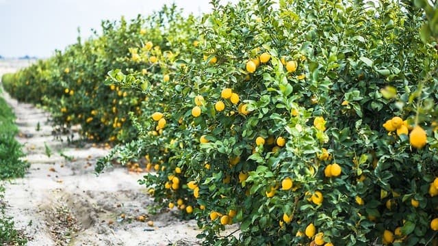 Limoneros como éstos están plantados en el huerto del Instituto Weizmann. (Shutterstock) Limoneros.