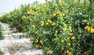 Limoneros. 