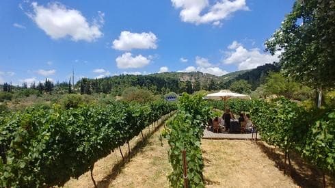 Viñedos de la bodega Flam. 