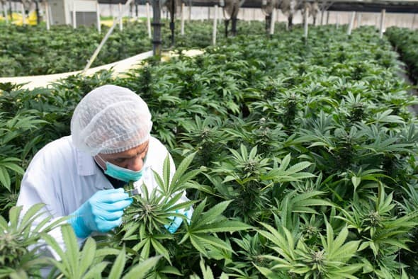 Mejor granja de cannabis de Israel. 
