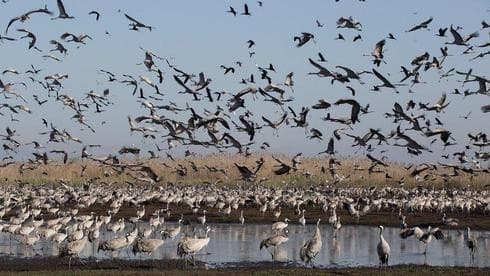 Una enorme bandada de grullas en la reserva natural israelí de Hahula 