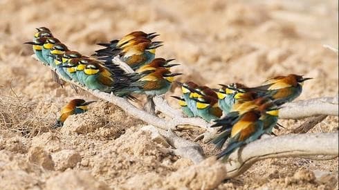 Un grupo de abejarucos europeos 