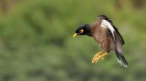 El myna común 