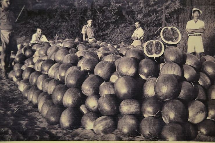 Las sandías de Malali se cultivan en Kfar Malal.
