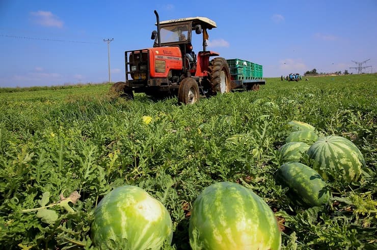 Cosecha de sandia en Israel.