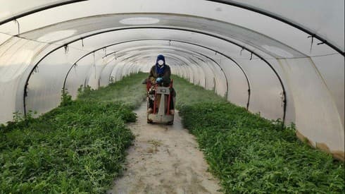 Cultivo de sandías en el sur de Israel.