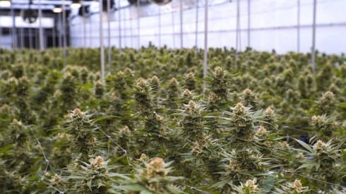 El ex primer ministro sostiene que el cannabis debe ser legalizado también para su uso recreativo. (Drop Production) Cannabis