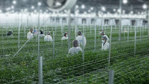 Israel produce cada año 25 toneladas de cannabis para fines medicinales. (Drop Production) Cannabis