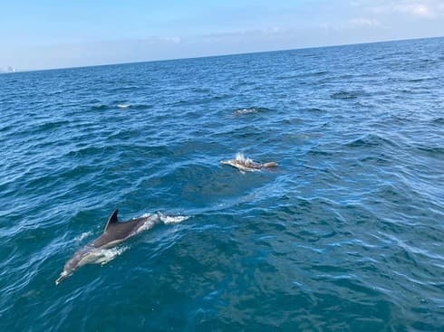 Una manada de delfines fue avistada en las costas de Tel Aviv. 