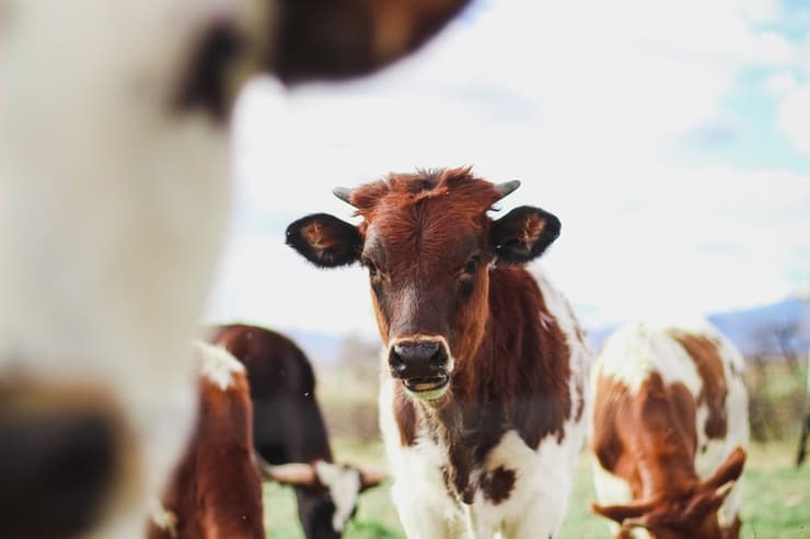 Vacas en su hábitat, el campo. 
