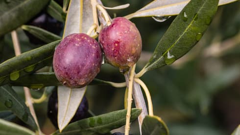 Aceitunas de Barnea. 