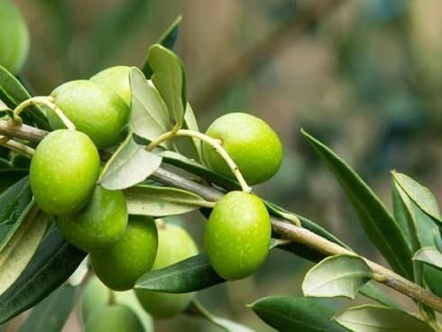 Aceitunas sirias. 